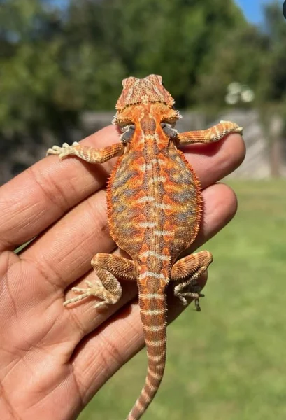 Friendly Juvenile Bearded dragons 3 months old- Docile and Healthy