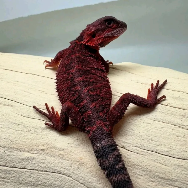 Bearded dragons in need of catering homes 