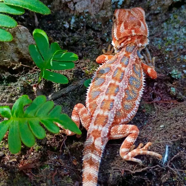 Bearded dragon in need of a new basking place 