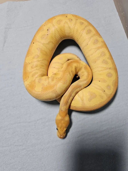 Banana Hurricane Clown