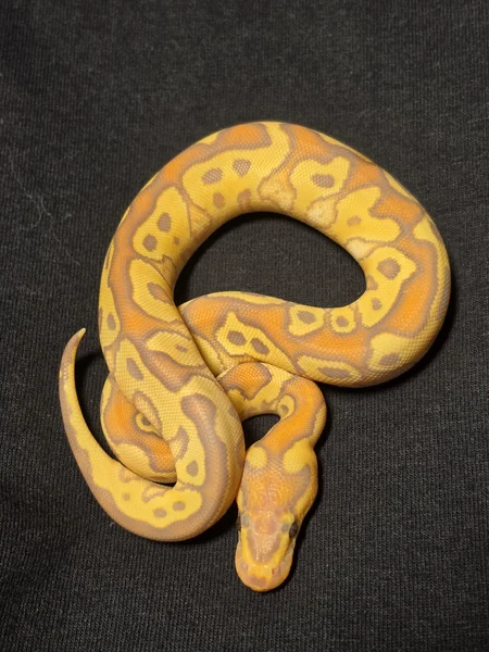Banana Hurricane Clown