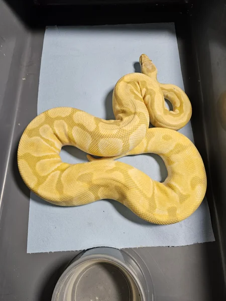 Rainbow Hypo Enchi