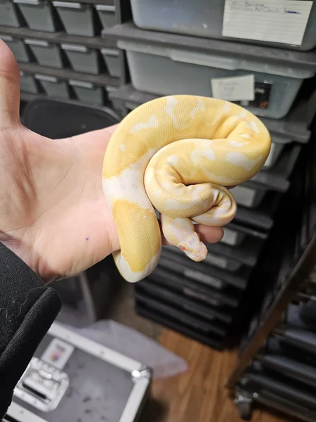 Albino Pied