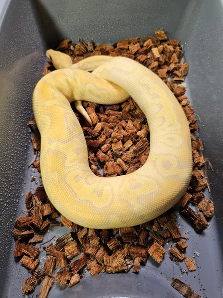 Banana Hurricane Mojave Clown 