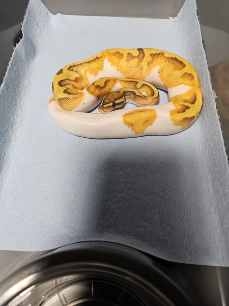 Enchi Yellowbelly Hypo Pied
