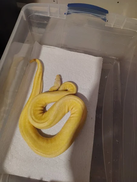 Albino Pewter Pinstripe