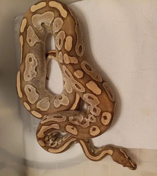 Lesser het Genetic Stripe female