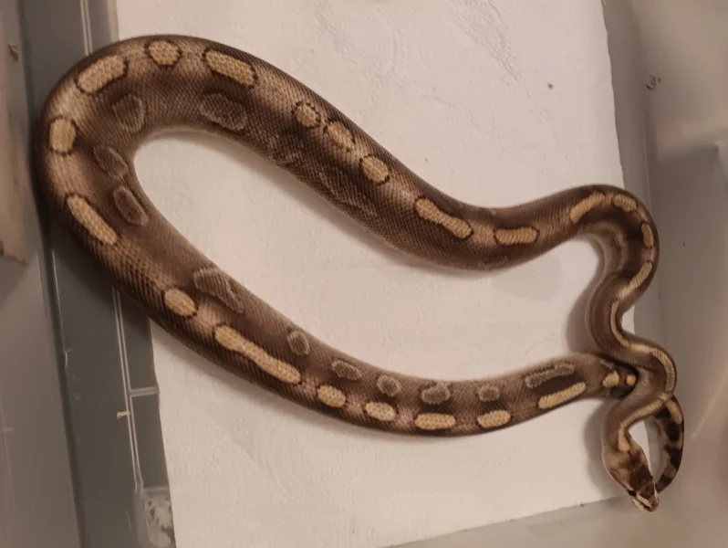 Champagne Enchi Yellow Belly