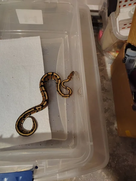 Spotnose female