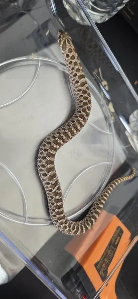 Het lavender 50% het albino