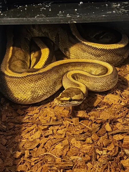 YB Enchi G Stripe het Clown Female PB