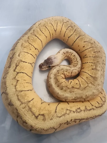 Super Pastel Pinstripe (Orange Dream) het Monsoon