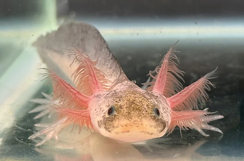 Dirty Leucistic Axolotl 3-4 Inches “Puddle”