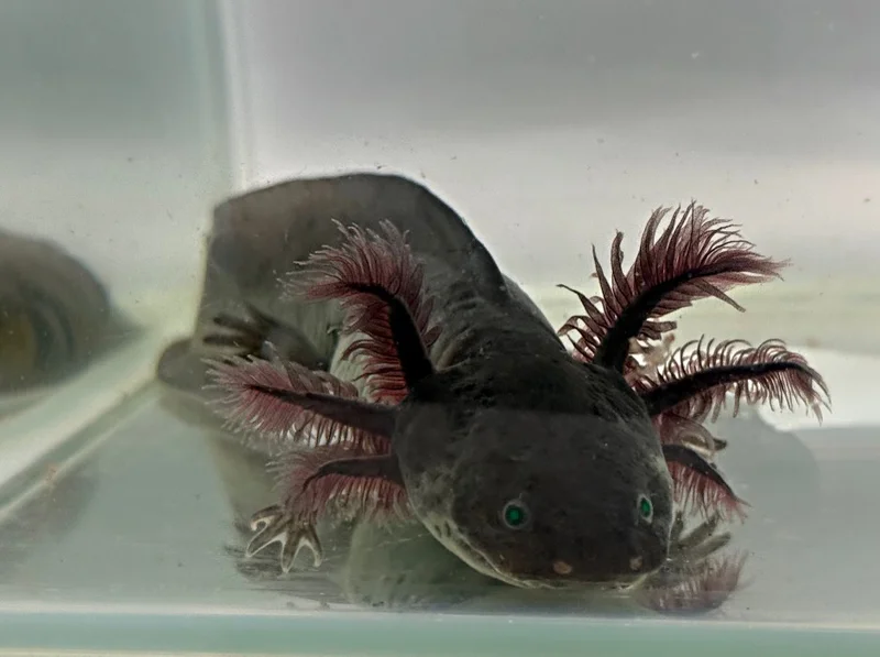 GFP Melanoid Axolotl 6-7 Inches “Freddy”