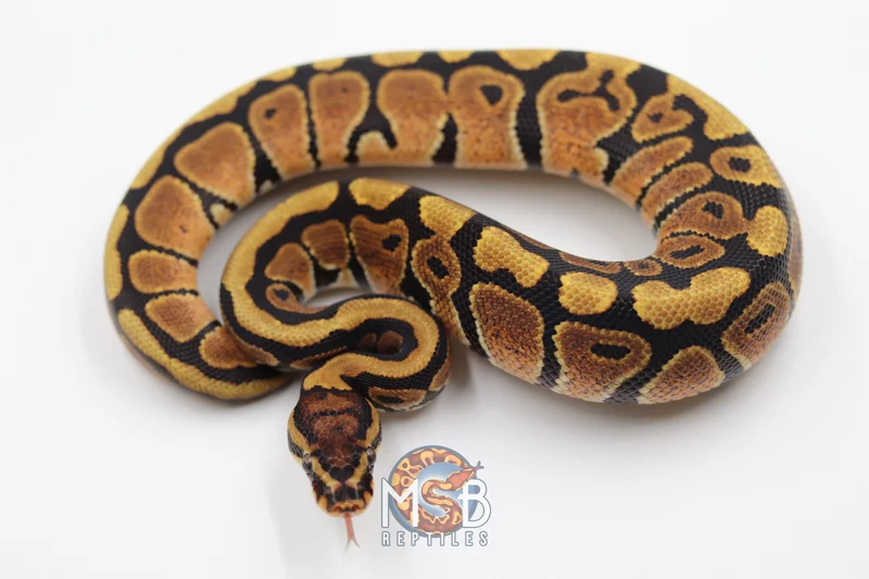 Spotnose Pos DH Monarch Clown
