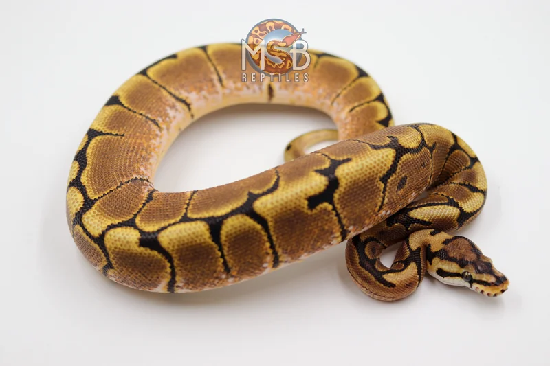Spider het Monarch