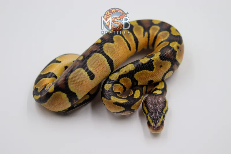 Pastel PDH Monarch Pied