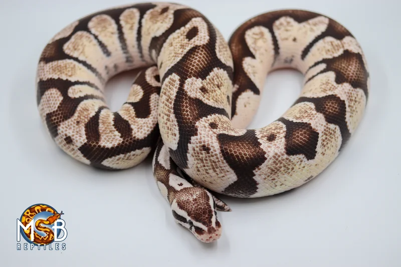 Firefly (VPI) Axanthic Breeder