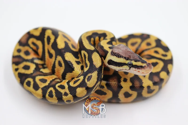 Pastel Gravel dh Axanthic Clown