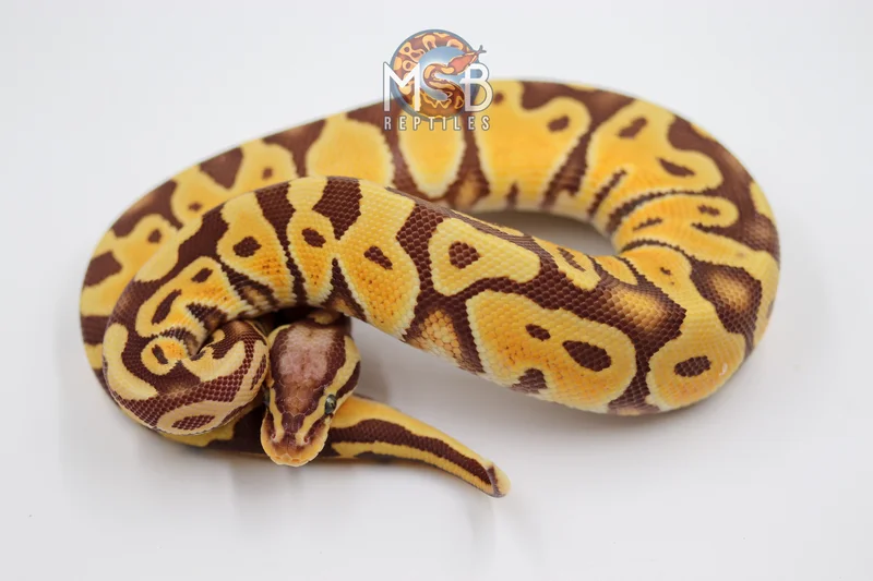 Pastel Monarch