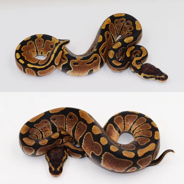 1.1 PAIR DH Monarch Tri-Stripe