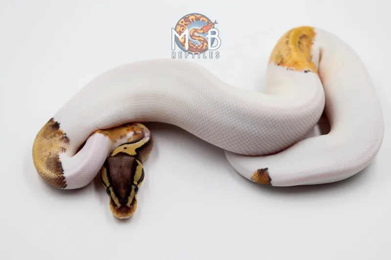 Pastel KRG Pied ph Monarch