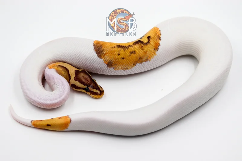 Pastel KRG Monarch Pied
