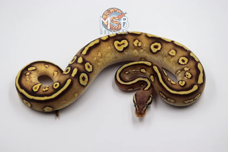 Pastel YB Mojave Stranger