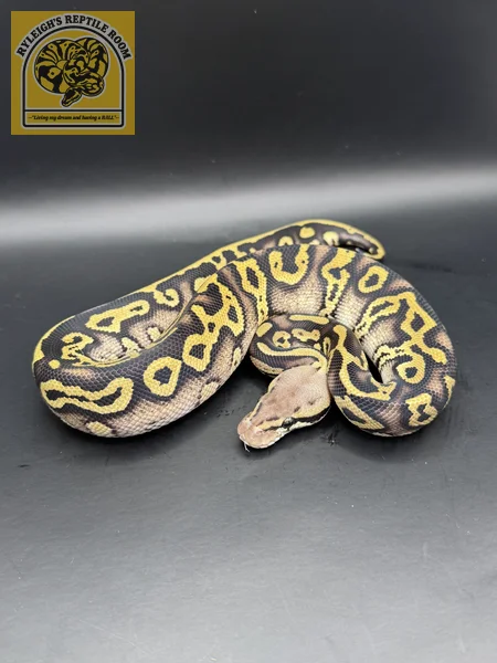 Pastel Phantom Leo (100% Het Clown)