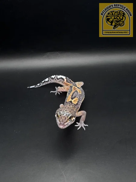 TSM Black Night Tangerine 100% Het Rainwater Albino