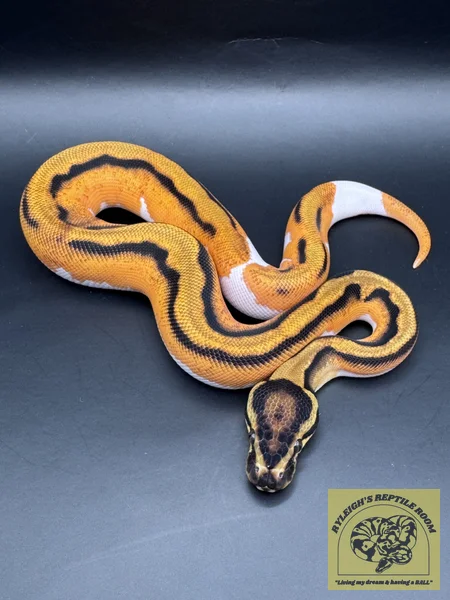 Super OD Pied