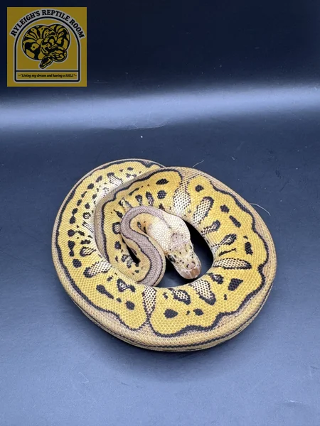 Pastel Phantom Leo Clown 