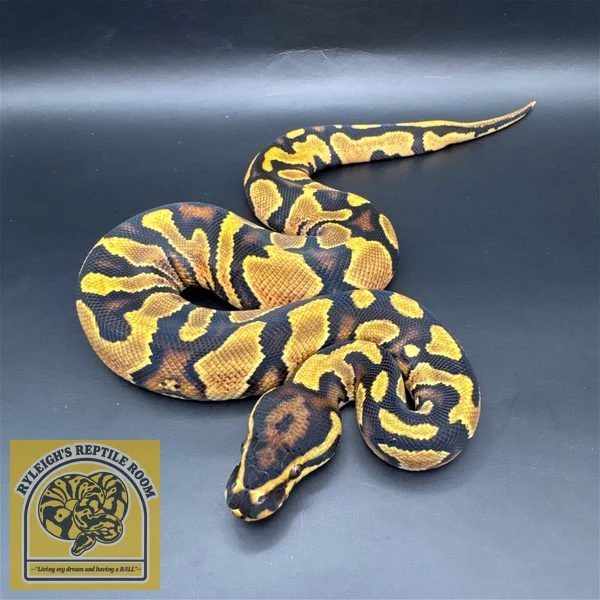 Enchi OD YB 100% Het Pied