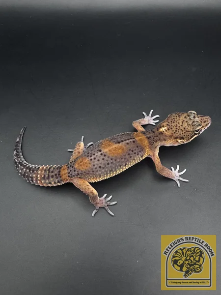 TSM Black Night Tangerine 100% Het Rainwater Albino