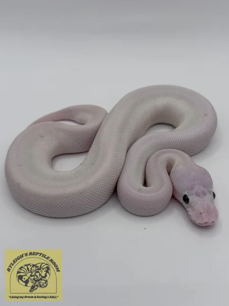 Pastel BEL (Mo/Mo)