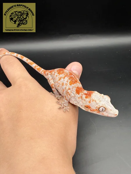 Orange Super Blotch