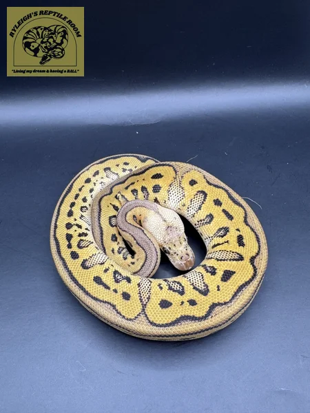 Pastel Phantom Leo Clown 