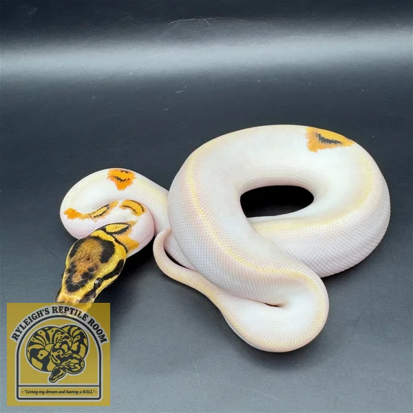 Ivory (Paradox OD YB Pied)