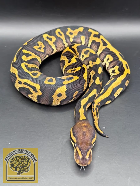 OD Phantom Leo (100% Het Clown 50% Het Hypo)