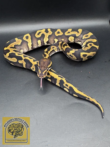 OD Phantom Leo (100% Het Clown)