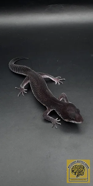 TSF Black Night 100% Het Rainwater Albino