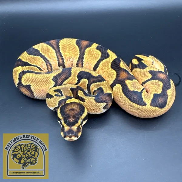 Enchi OD 100% Het Pied