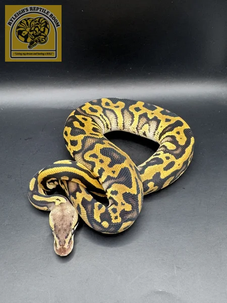 Pastel OD Phantom Leo (100% Het Clown)