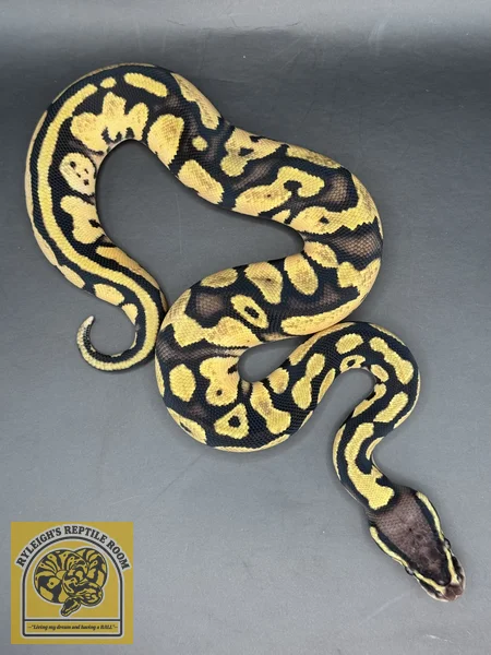Pastel OD YB (100% Het Pied)