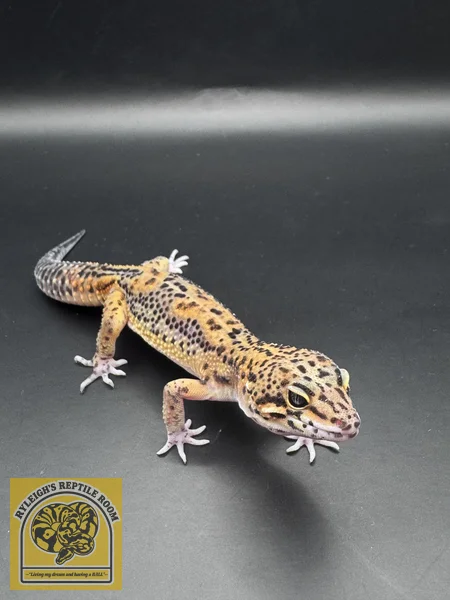 TSM Black Night Tangerine 100% Het Rainwater Albino