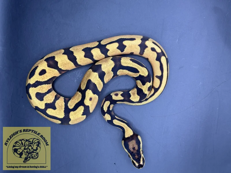 Enchi OD (100% Het Pied)
