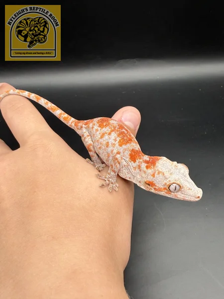Orange Super Blotch