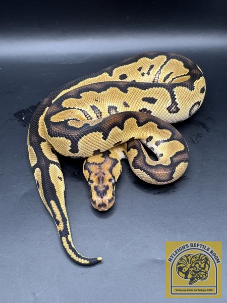 OD Leo Clown (50% Het Hypo)