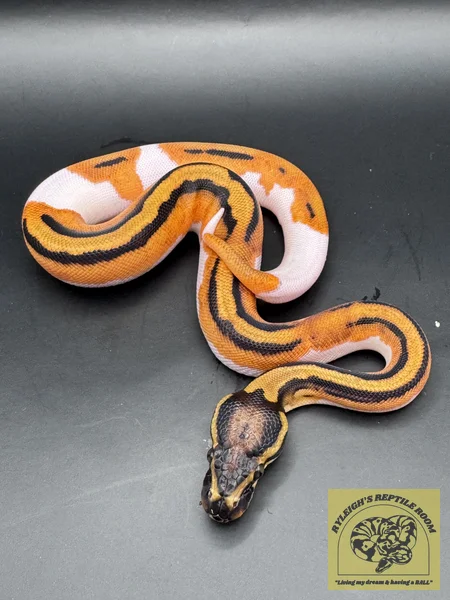 Super OD Pied
