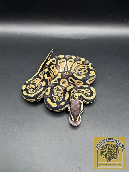 Pastel OD YB (50% Het Clown)